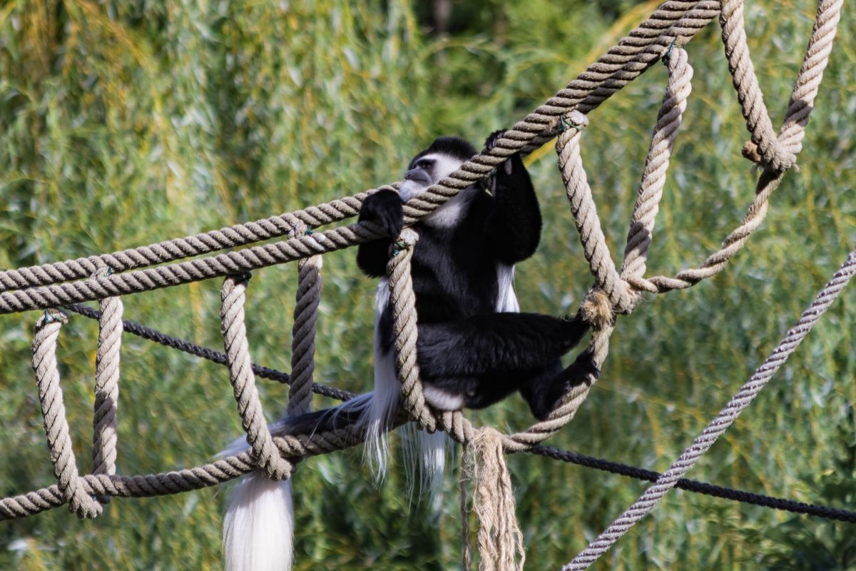 Zoo #2