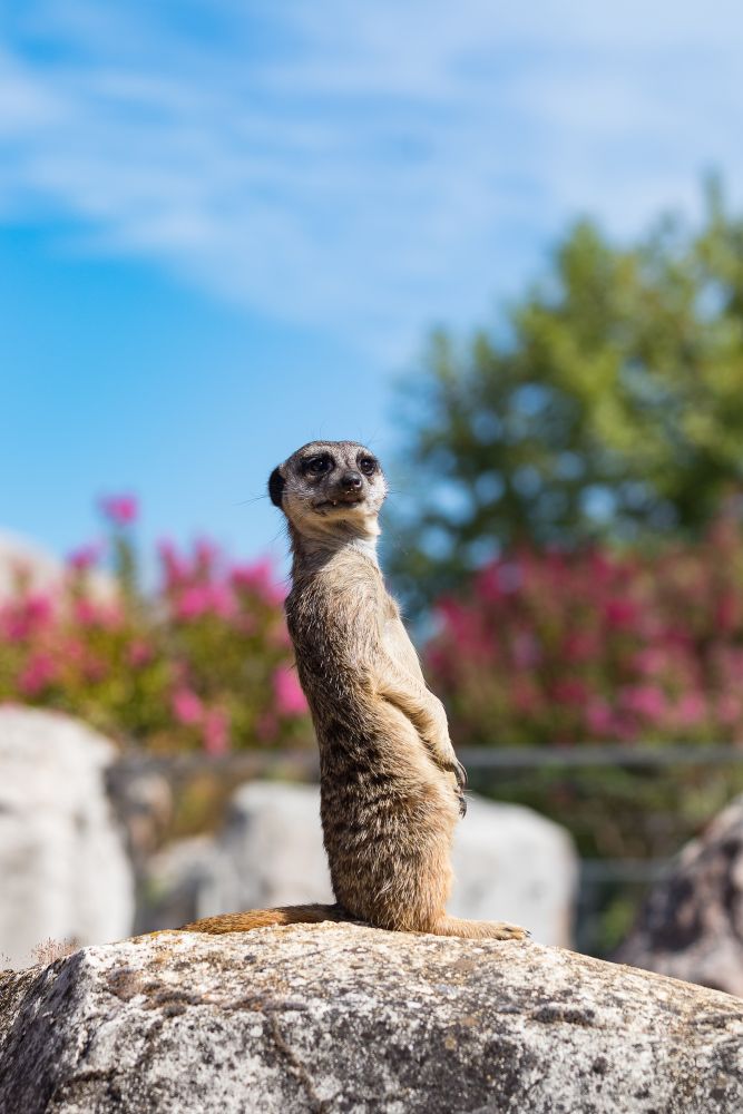 Zoo #9