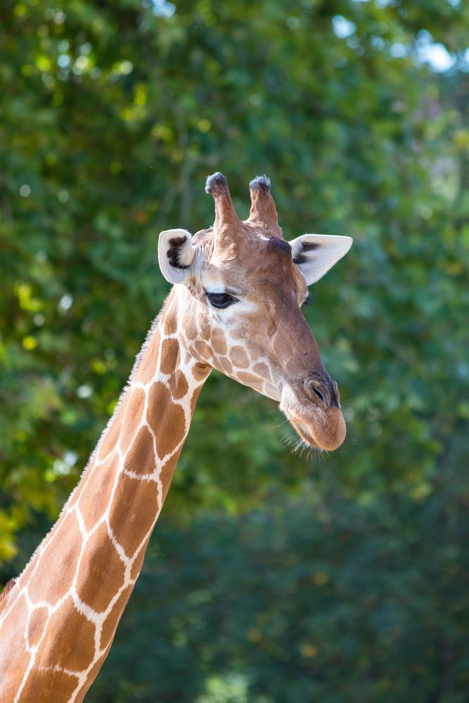 Zoo #6